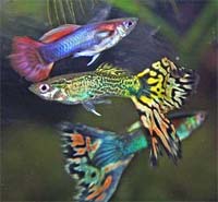 guppies
