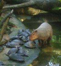 I so loooove turtles!