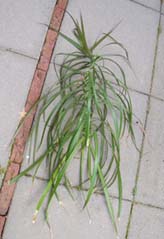 stuk plant