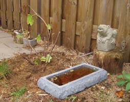 Wiemerestruuk in de greuj