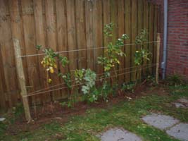 Frambooze op 'n rieke