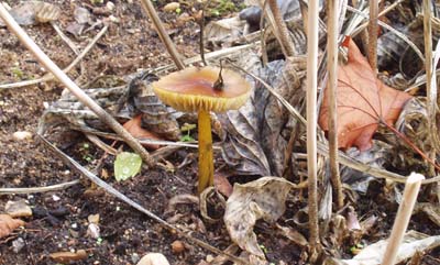 ..en nu is 'ie bruin!