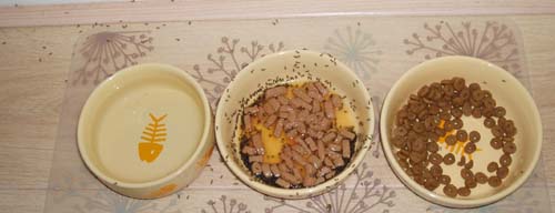 het ziet zwart van de mieren....