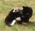 Ik pak je, vervelende staart!