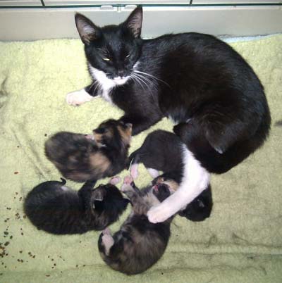 kitteh