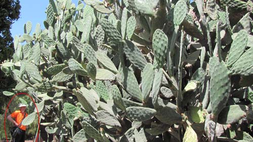 mega-cactus