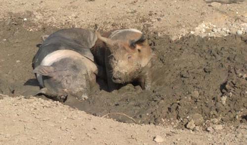 Intens gelukkig in de modder - het leven is goed