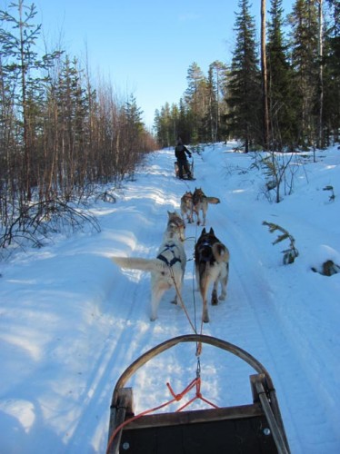 huskytocht-onderweg-2