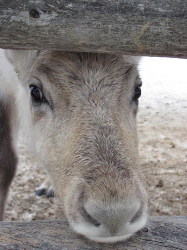 rendierenfarm-friendly-reindeer-2