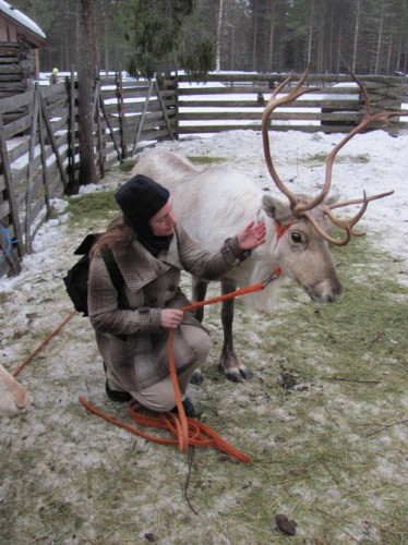 rendierenfarm-rendier-aaien