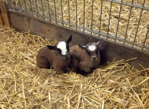 geitjes