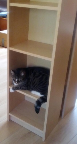 kat