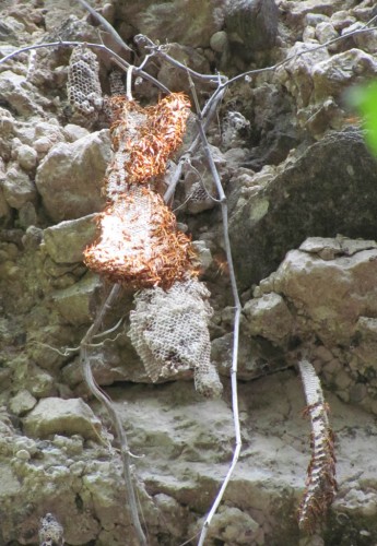 nationaal-park-bijen2