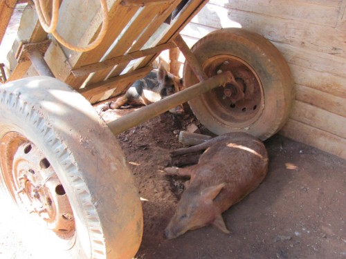 paardentocht-huis-zwijnen