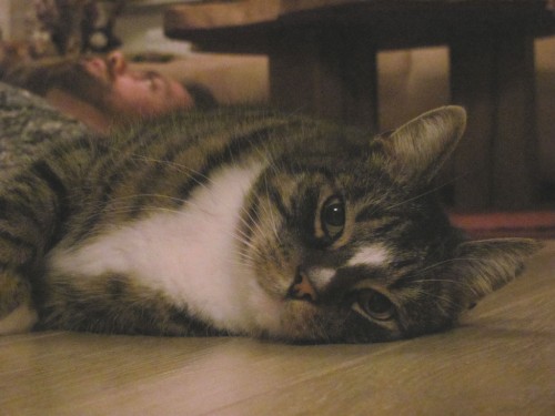 kitteh