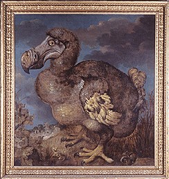Painting of a dodo