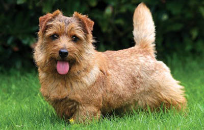 Norfolk Terrier - image by Bob Langrish, Alamy Stock Photo